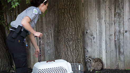 Ambulances animales dans la rue